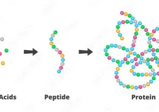 Amino acids to protein diagram
